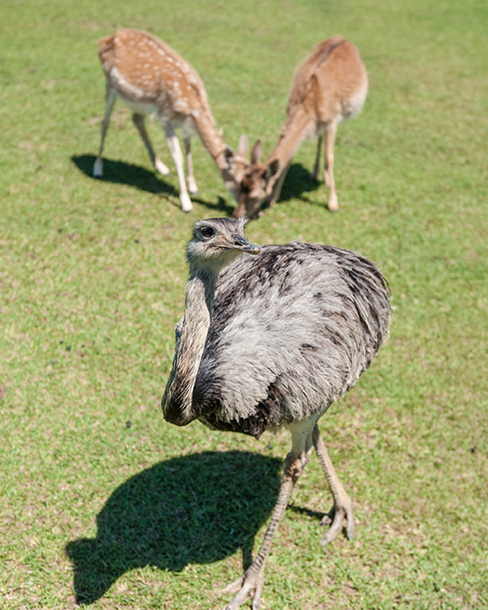 An ostrich and two deer at Global Wildlife Center in Folsom.