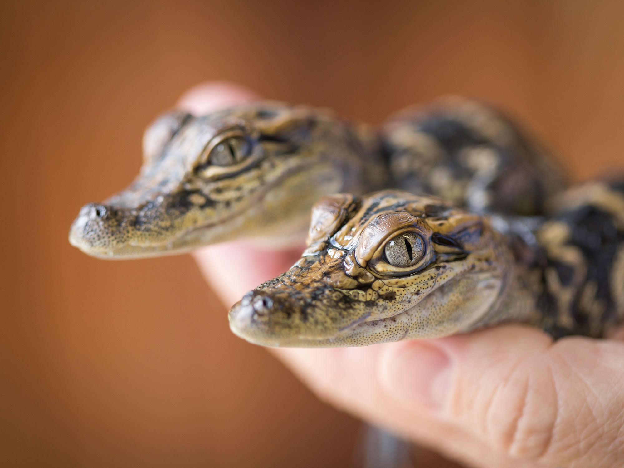 Baby Alligators