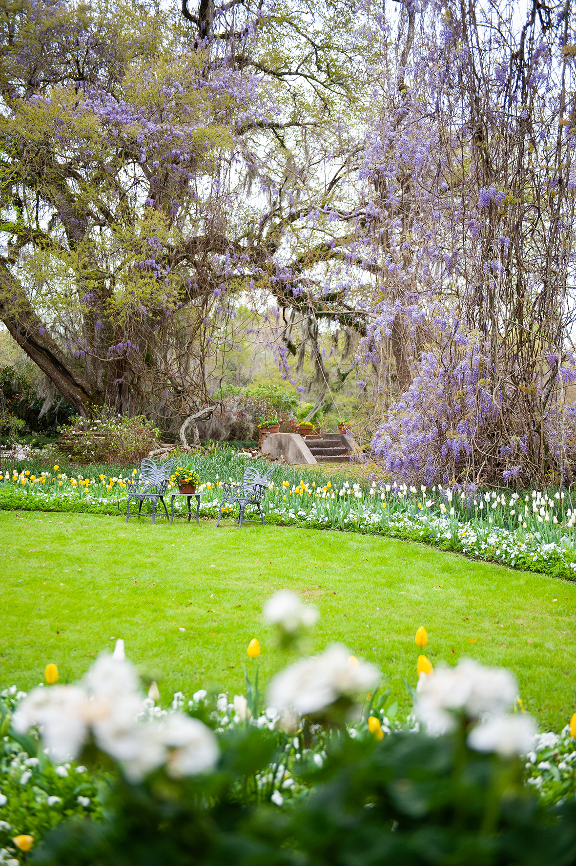 Purplewisteria in full bloom draping over a butterfly bench at Afton Villa Gardens in Francisville, Louisiana.