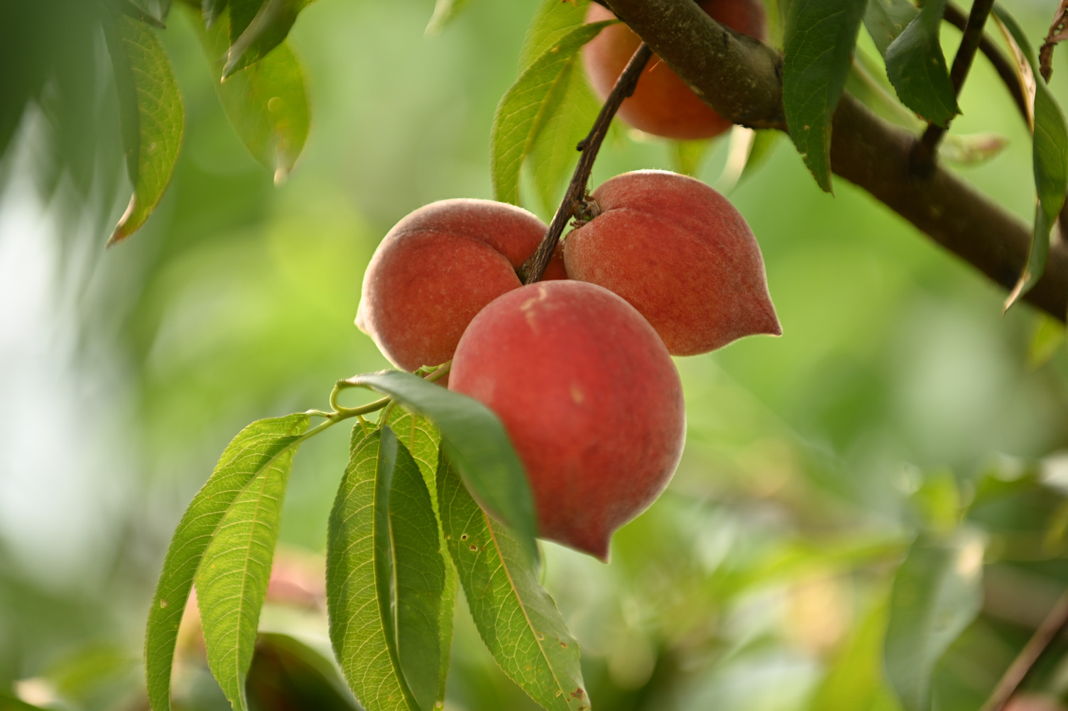 Bright round red-orange peaches hanging from a branch surrounded by green leaves in Ruston, Louisiana.