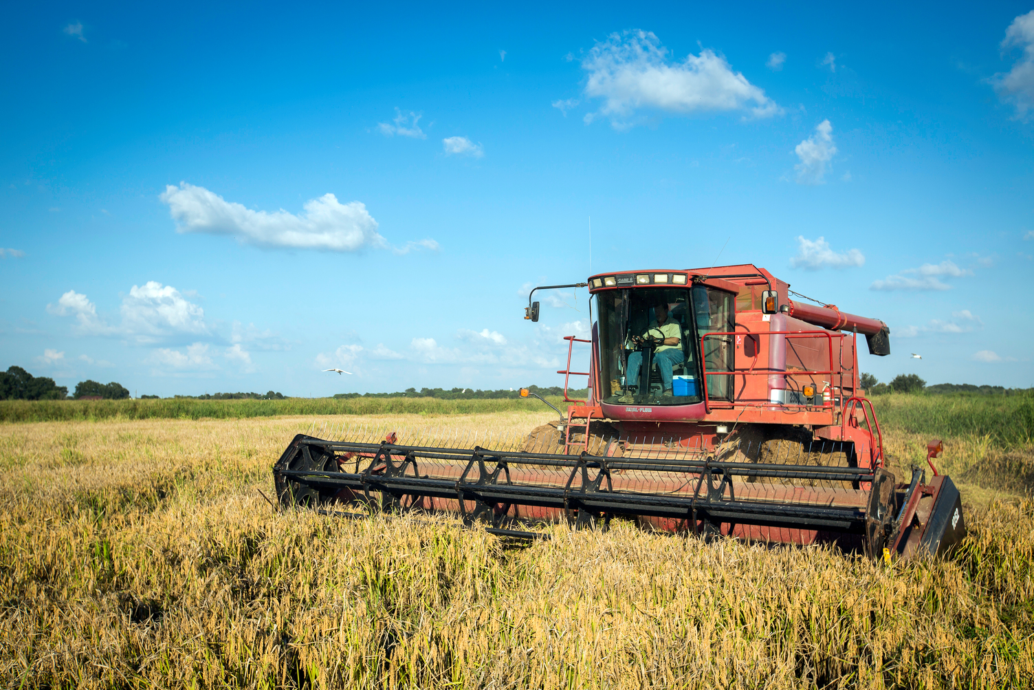 Orange combine harvester in a golden-yellow rice field in Louisiana under a blue sky with scattered clouds.