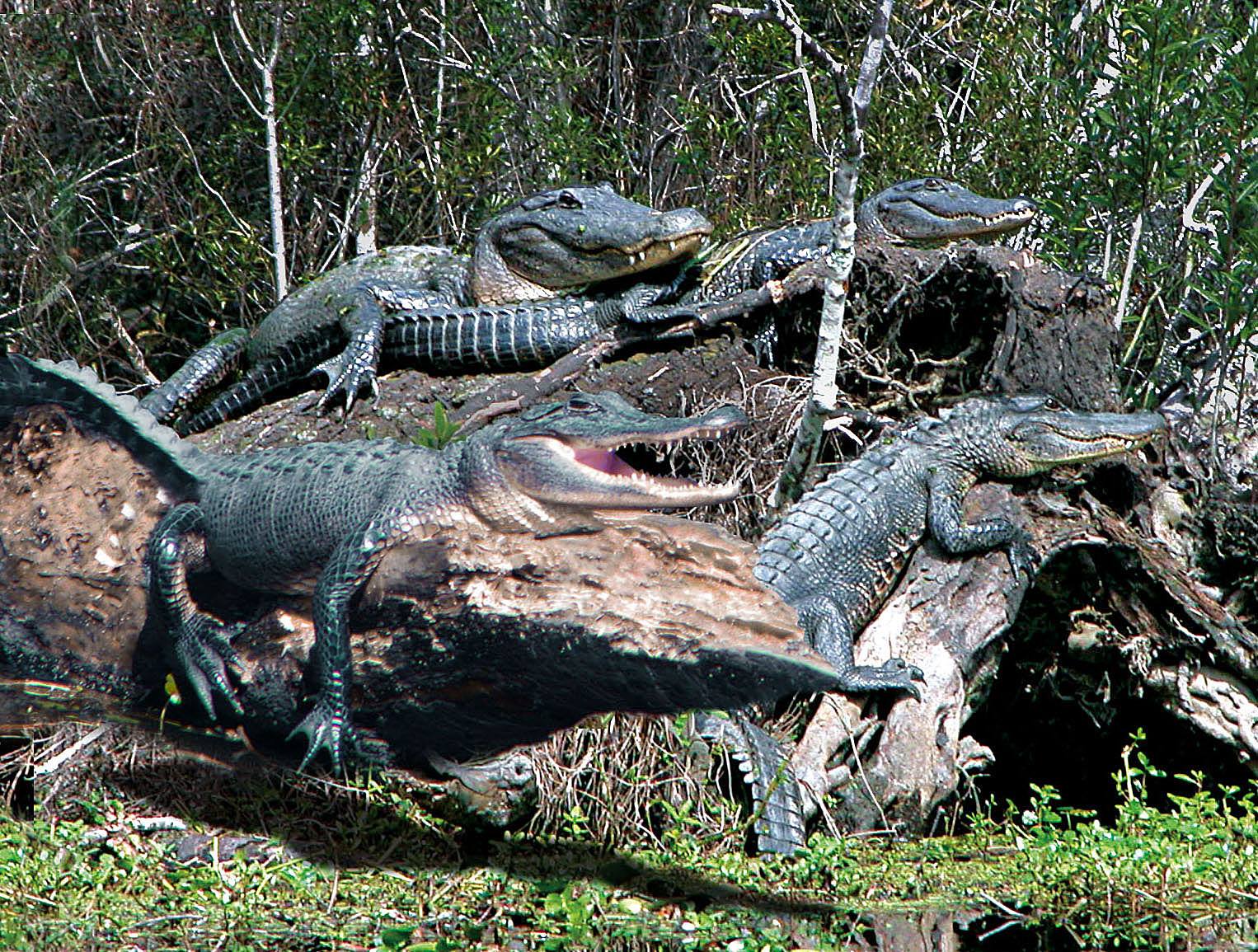 Swamp Tour & Alligator Wrangling