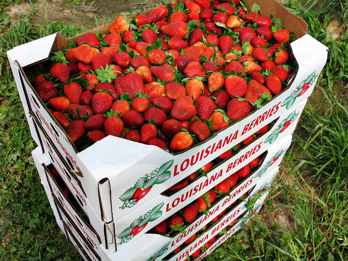 Ponchatoula Strawberries Ponchatoula Strawberries