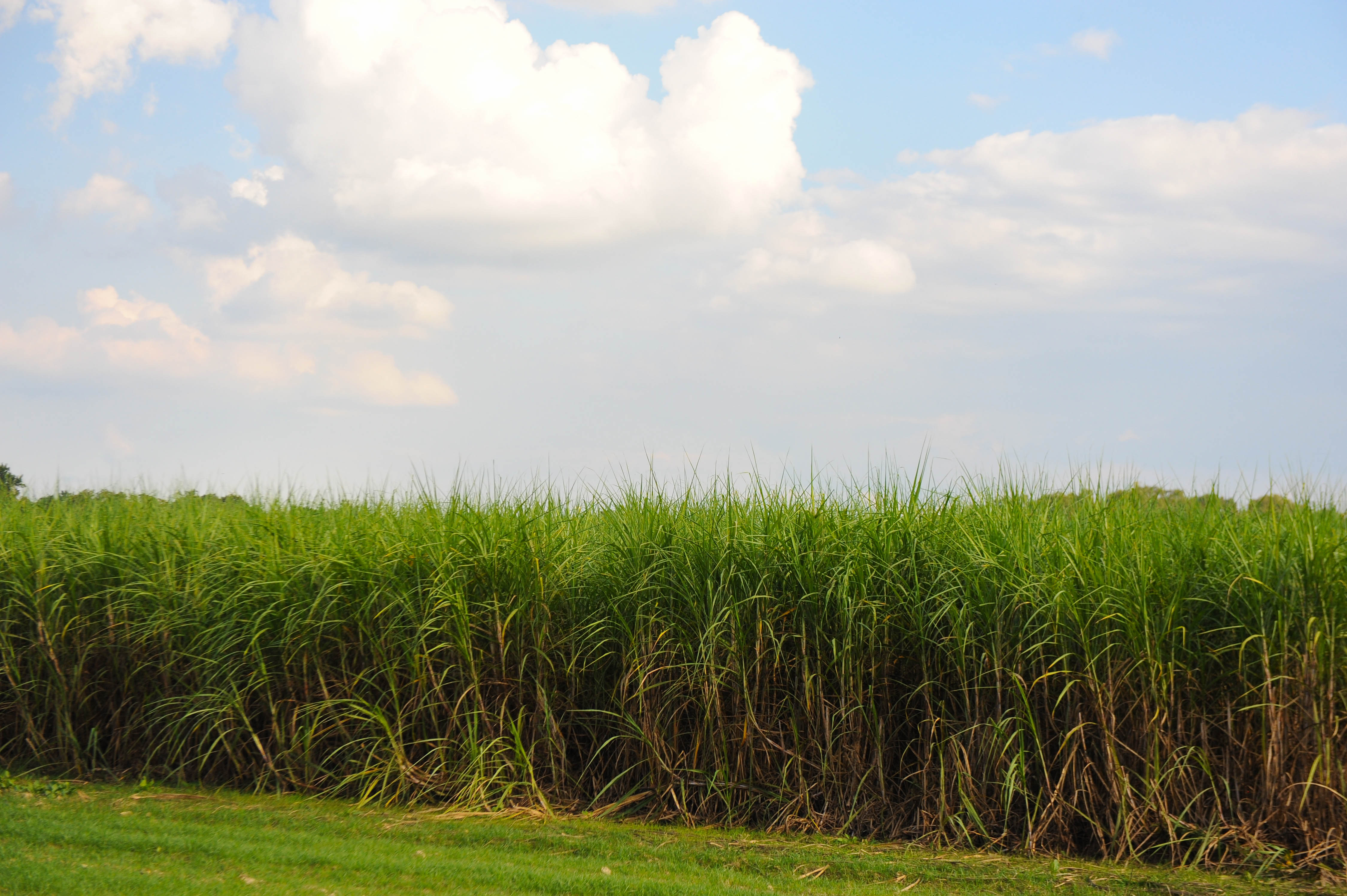 Louisiana Sugar Cane Field Vibrant dark-green sugarcane field under a bright-blue sky in Louisiana.