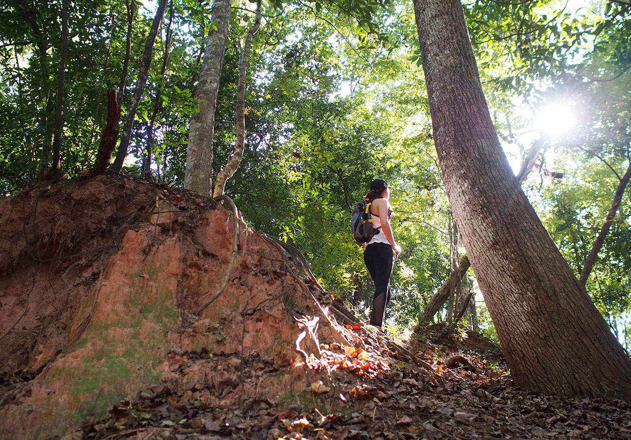 A hiker stands on a hill surrounded by trees at Tunica Hills Wildlife Management Area.